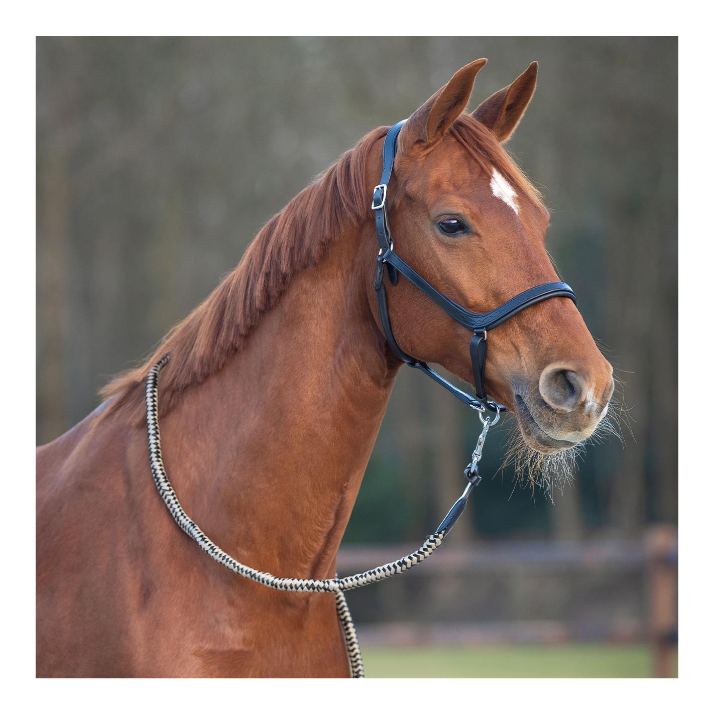 Lederhalfter Salerno anatomisch