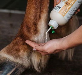 HPP-Kat-Pferdepflege