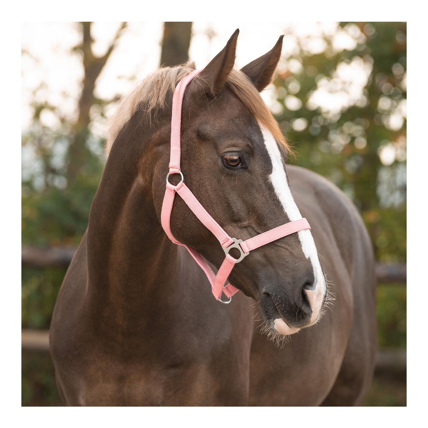 Nylonhalfter mit Schiebeschnalle