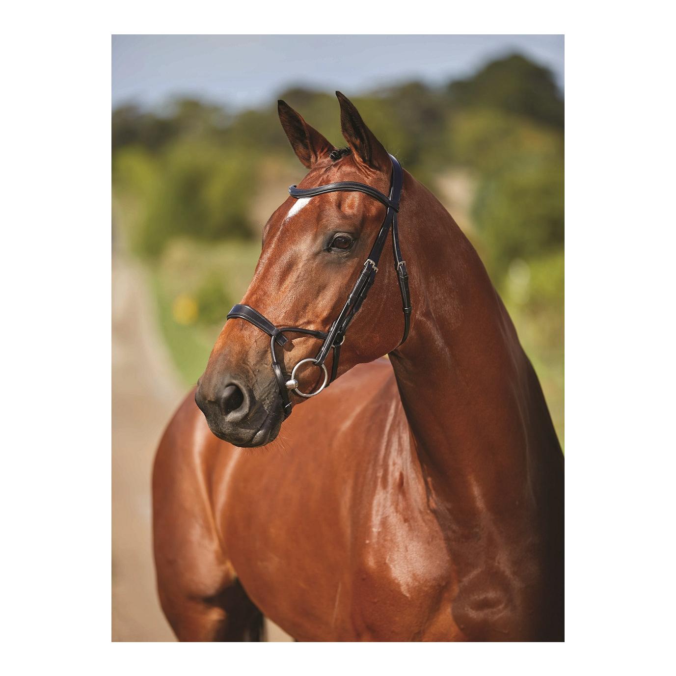 Zaum Comfitec Training Bridle