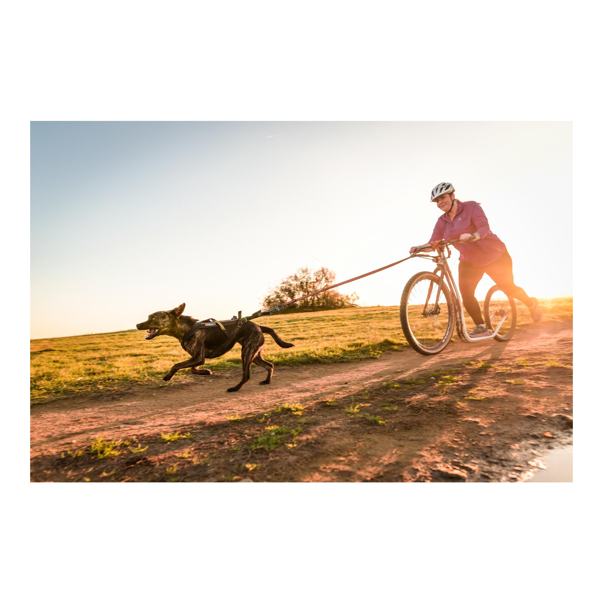 Joggingleine Bungee Leash