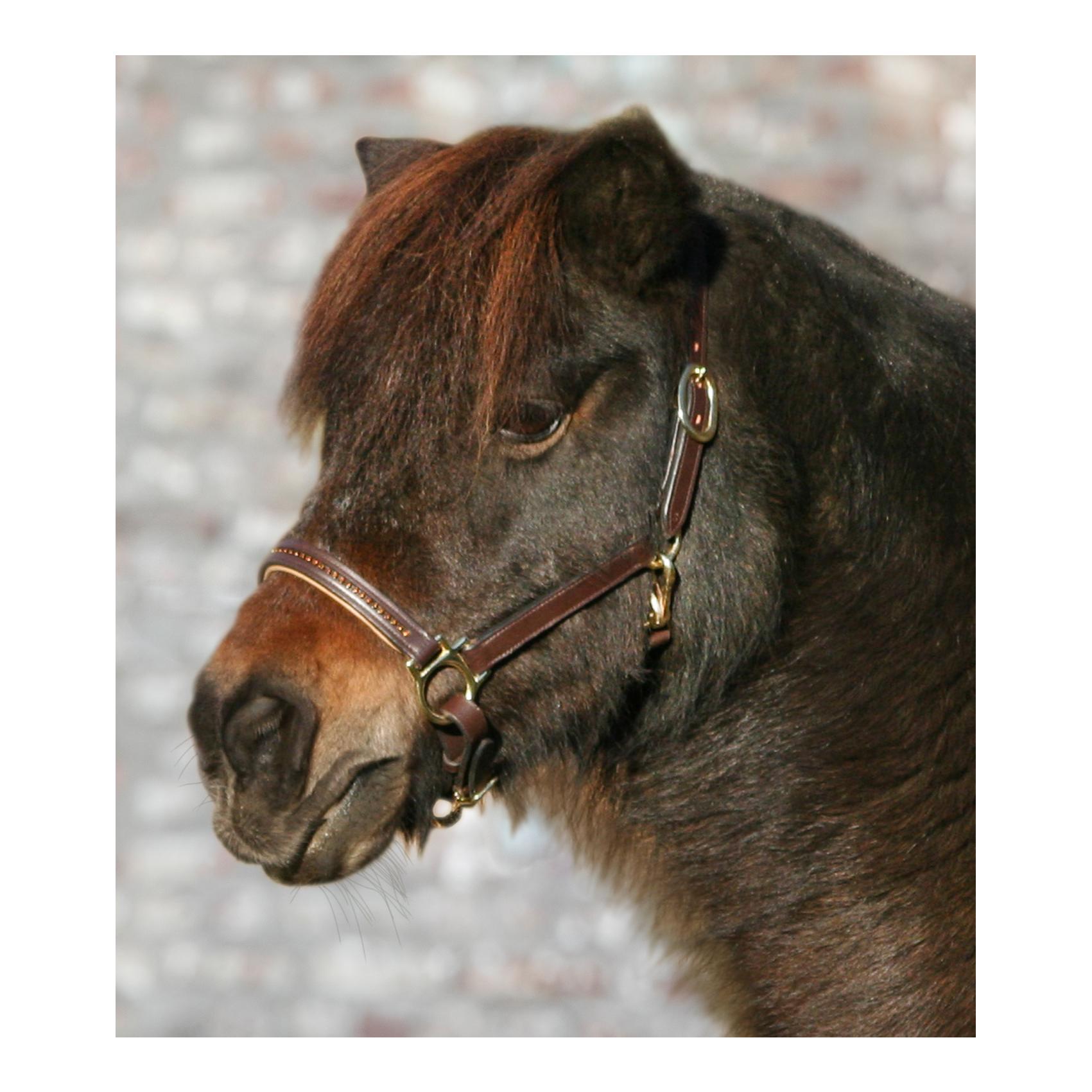 Lederhalfter Diamond - braun/gold