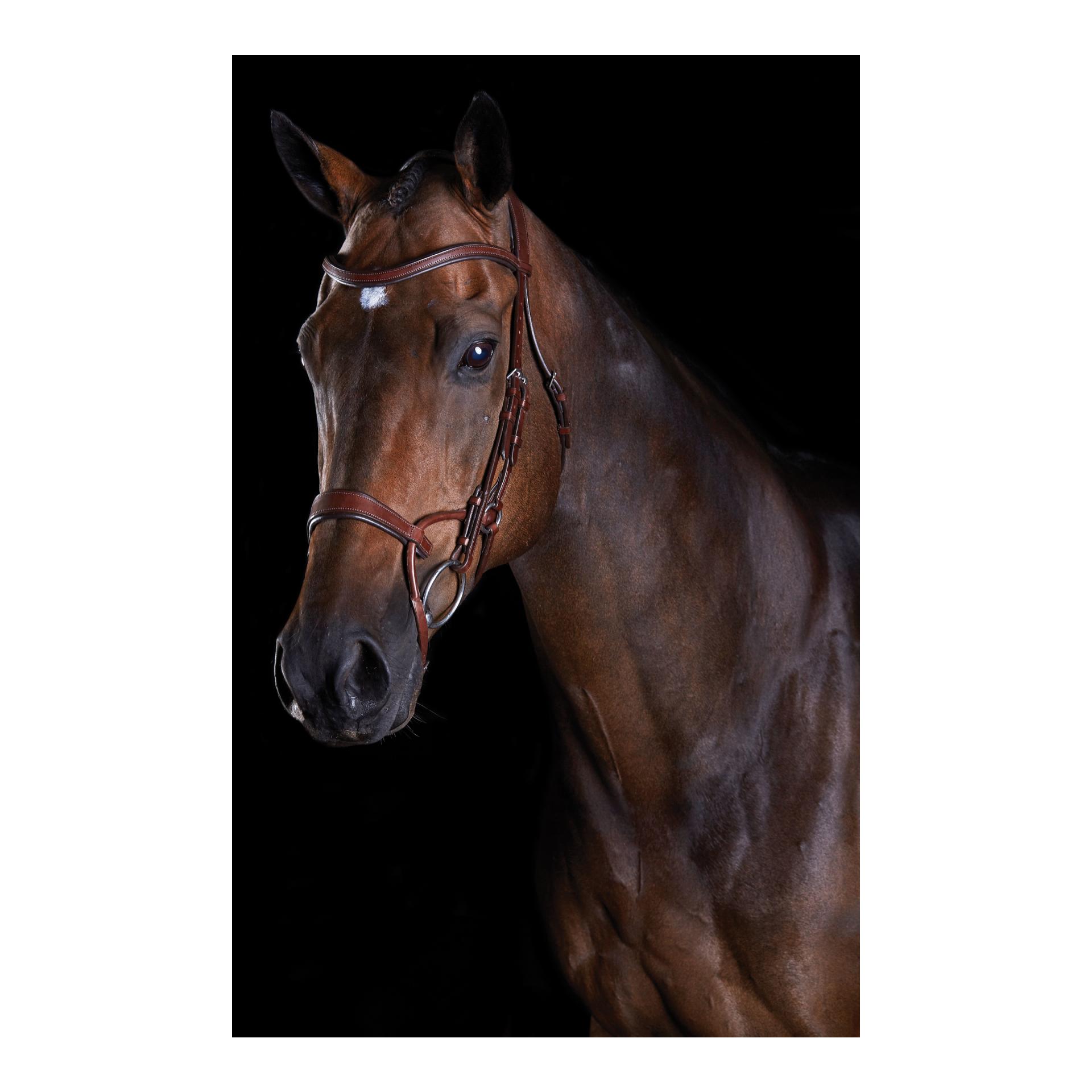 Zaum Comfitec Training Bridle