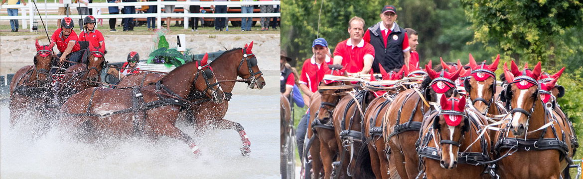 Fouets d'équitation pour chevaux 20 & # 34; 27 & # Algeria