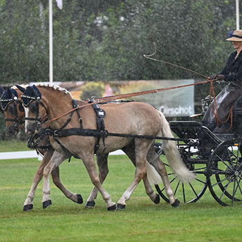 SB 3erbild_0001_Bildschirmfoto 2024-04-09 um 15.35.12
