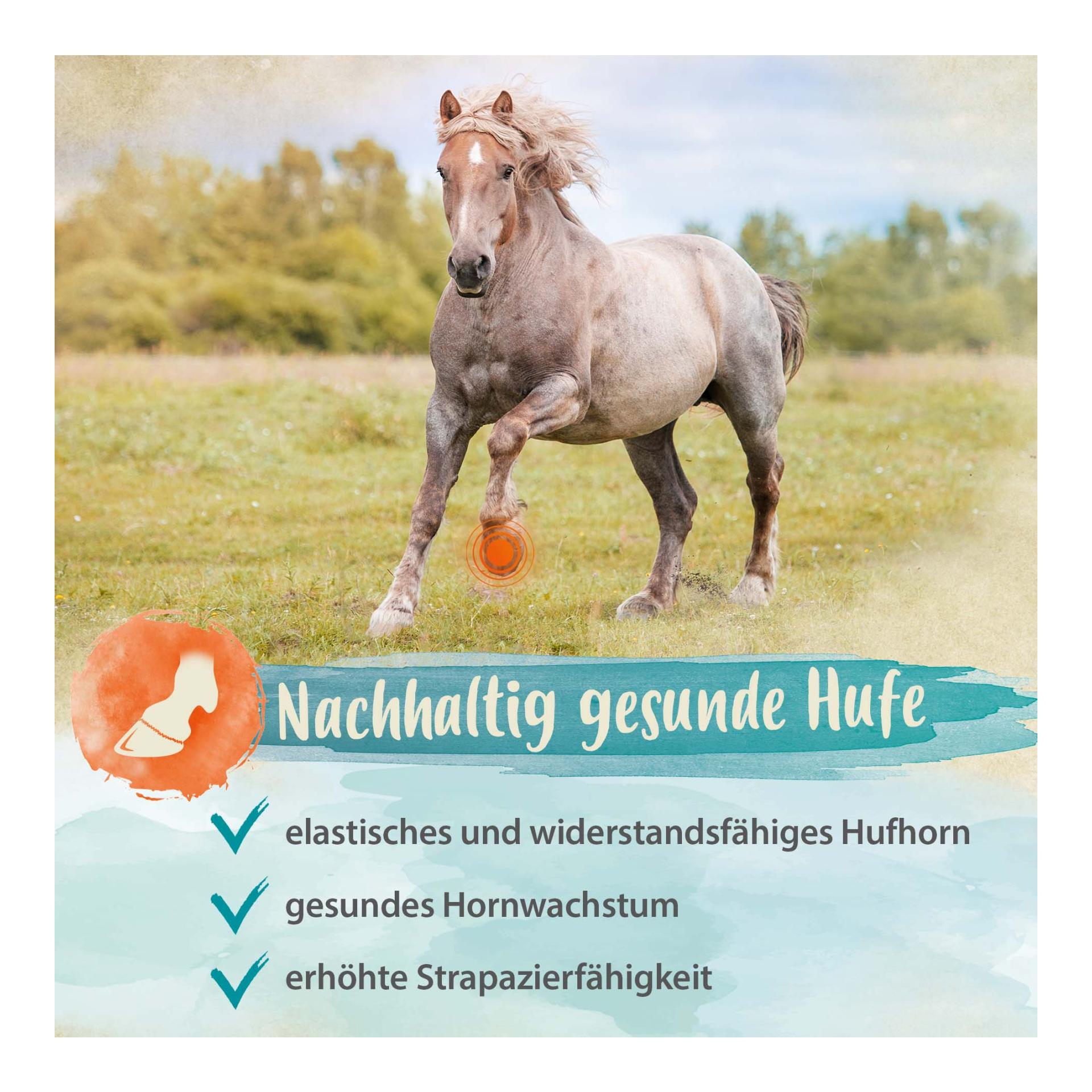 Biotin + Zink für Pferde - hochdosiert - verbessert Hufqualität & Hufwachstum 
