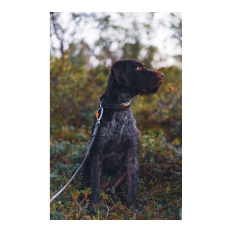 Rock Adjustable Collar