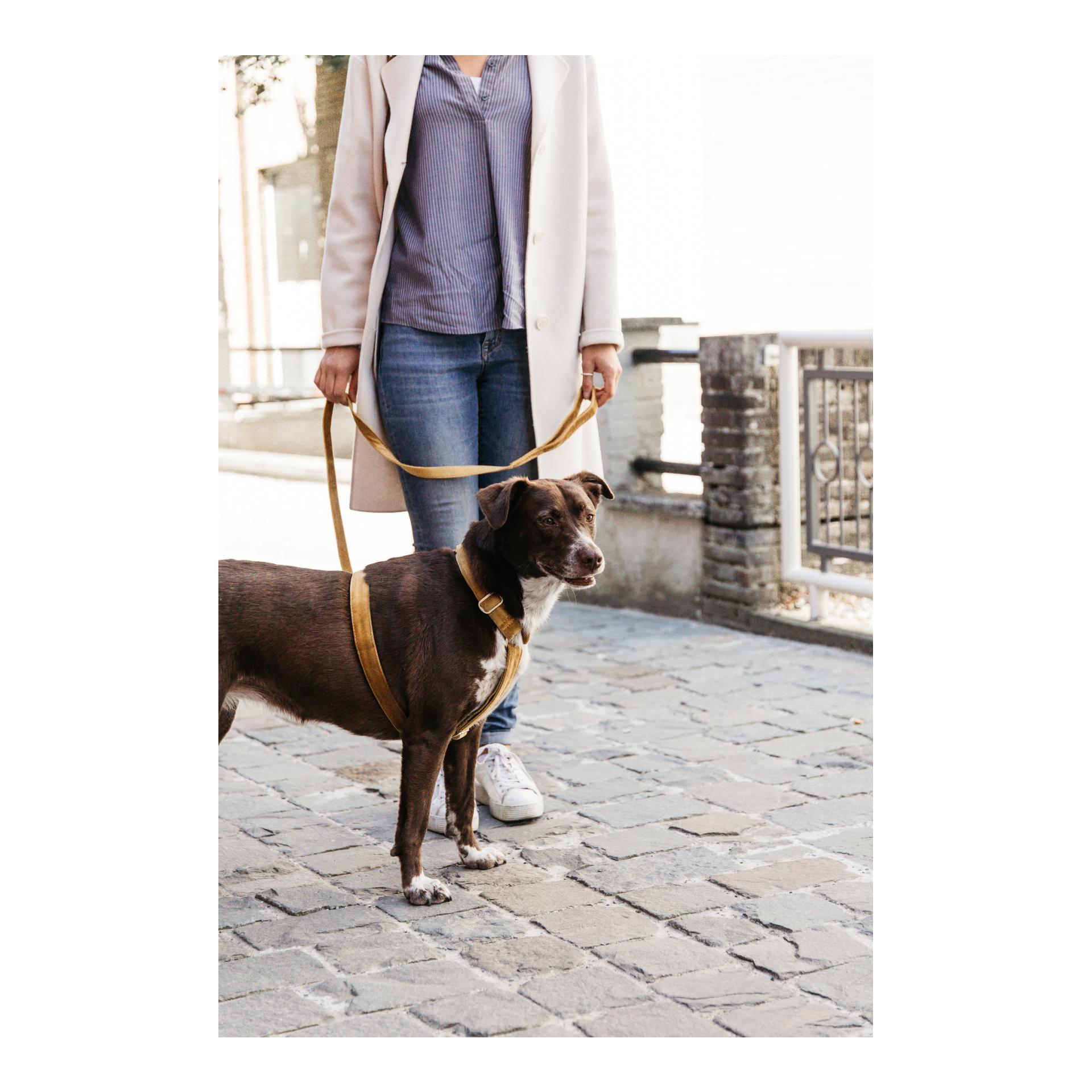 Hundeleine Velvet - mustard