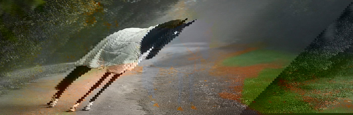 Stallone-sale-banner-start