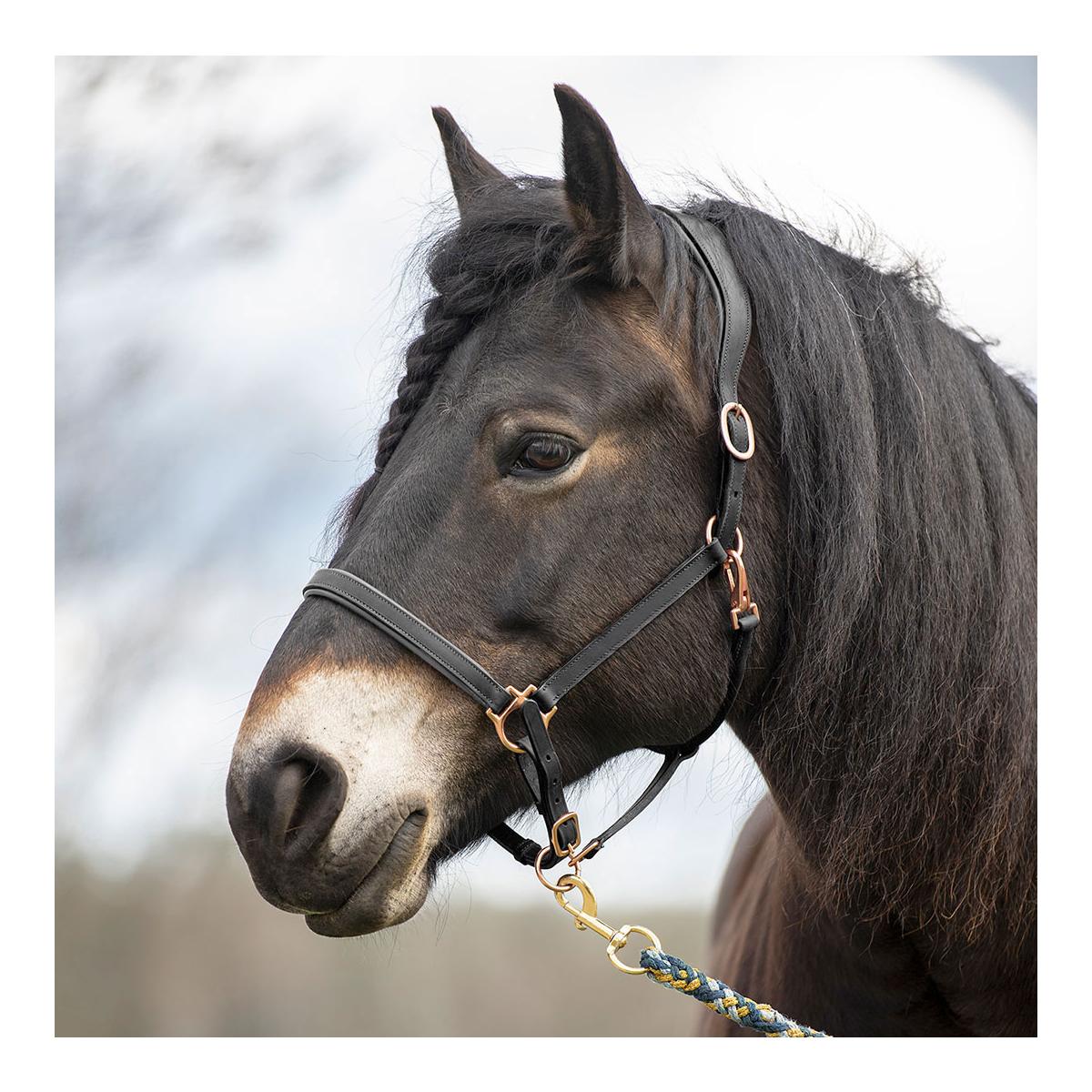 Elegantes Lederhalfter aus Fettleder