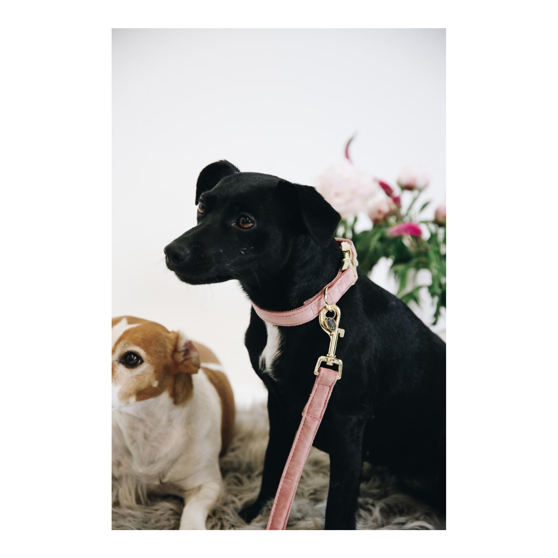 Hundehalsband velvet - old rose