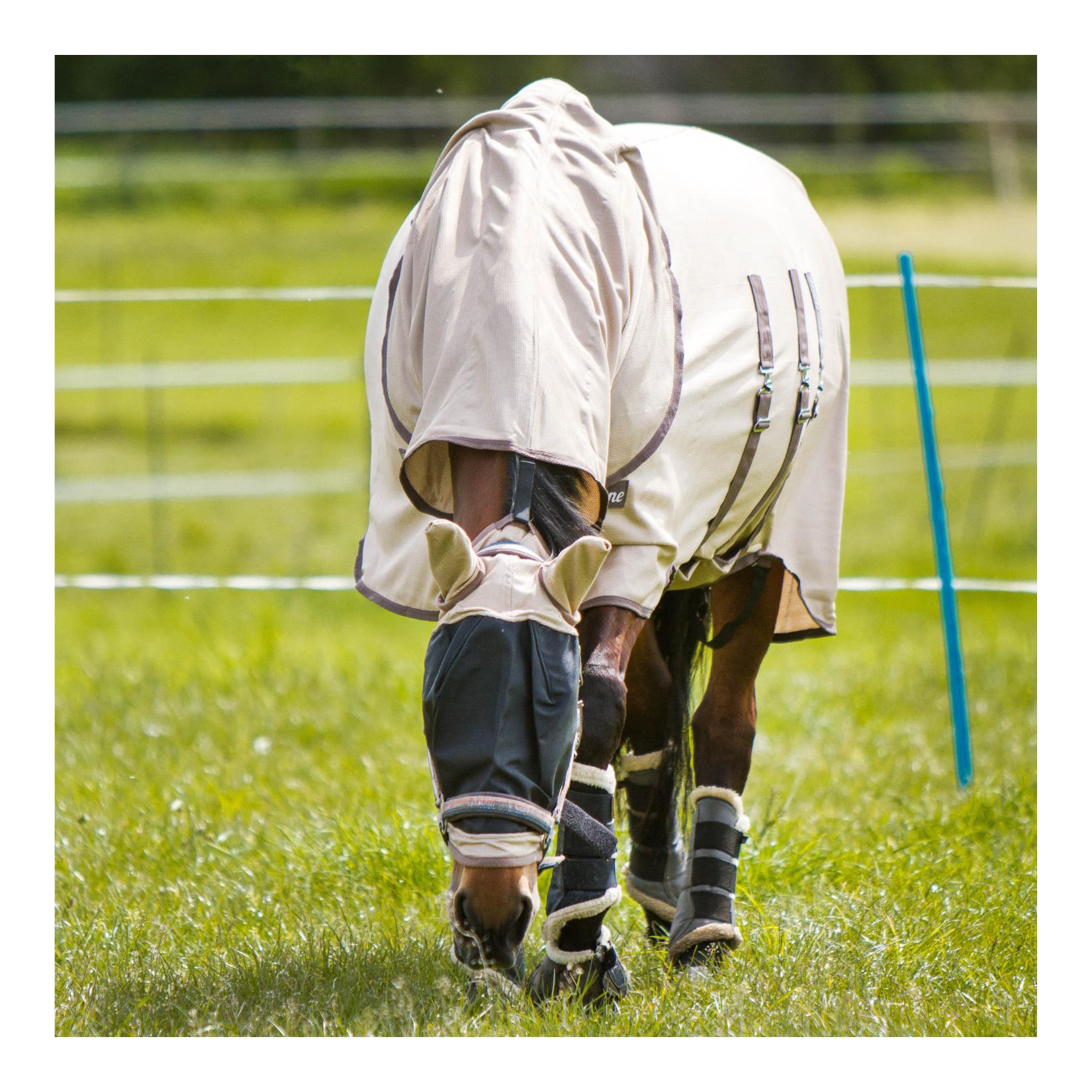 Halsteil Summer Guard