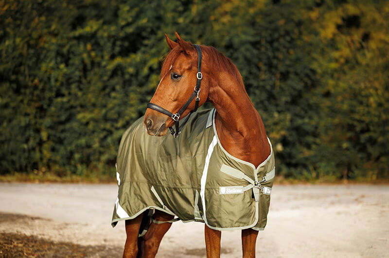 HPP-LoveBrands-Stallone