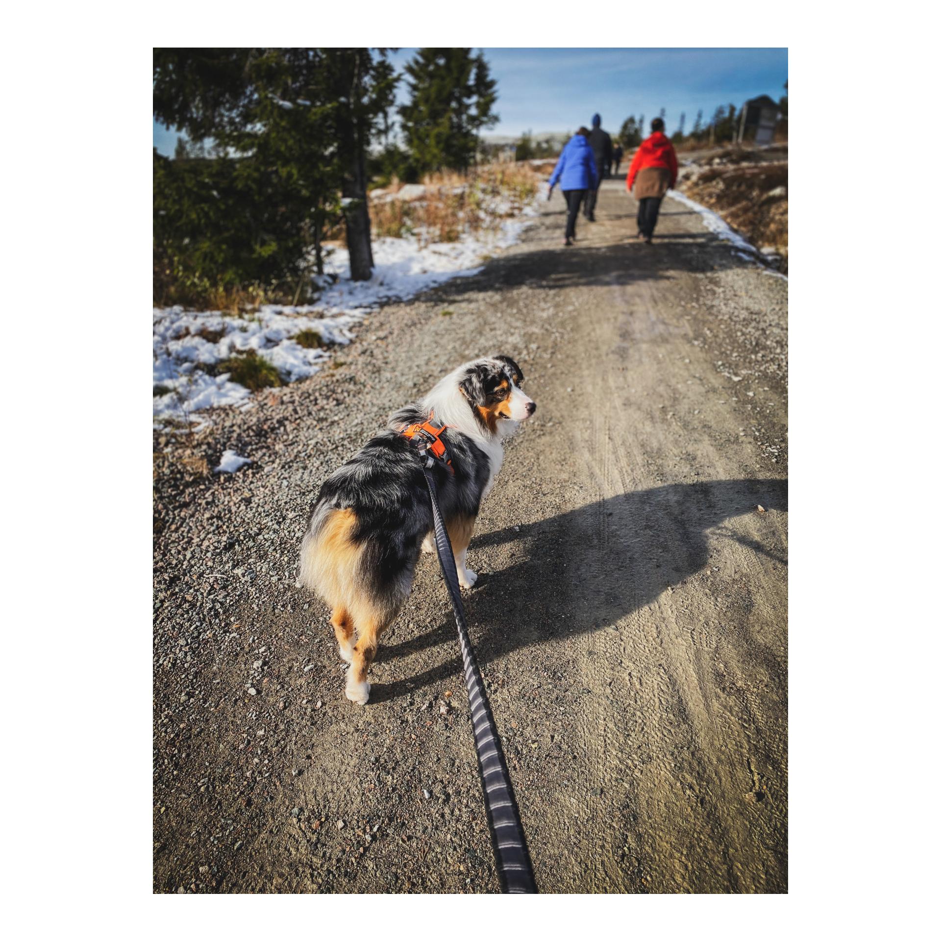 Joggingleine Bungee Touring Leash, 23mm