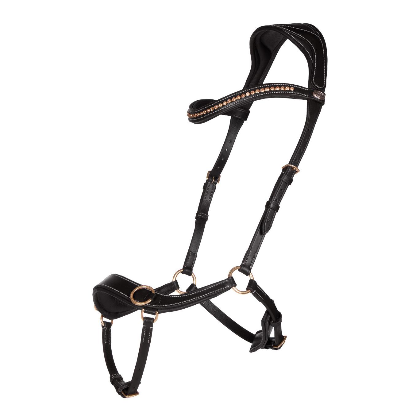 Gebissloser Zaum anatomisch