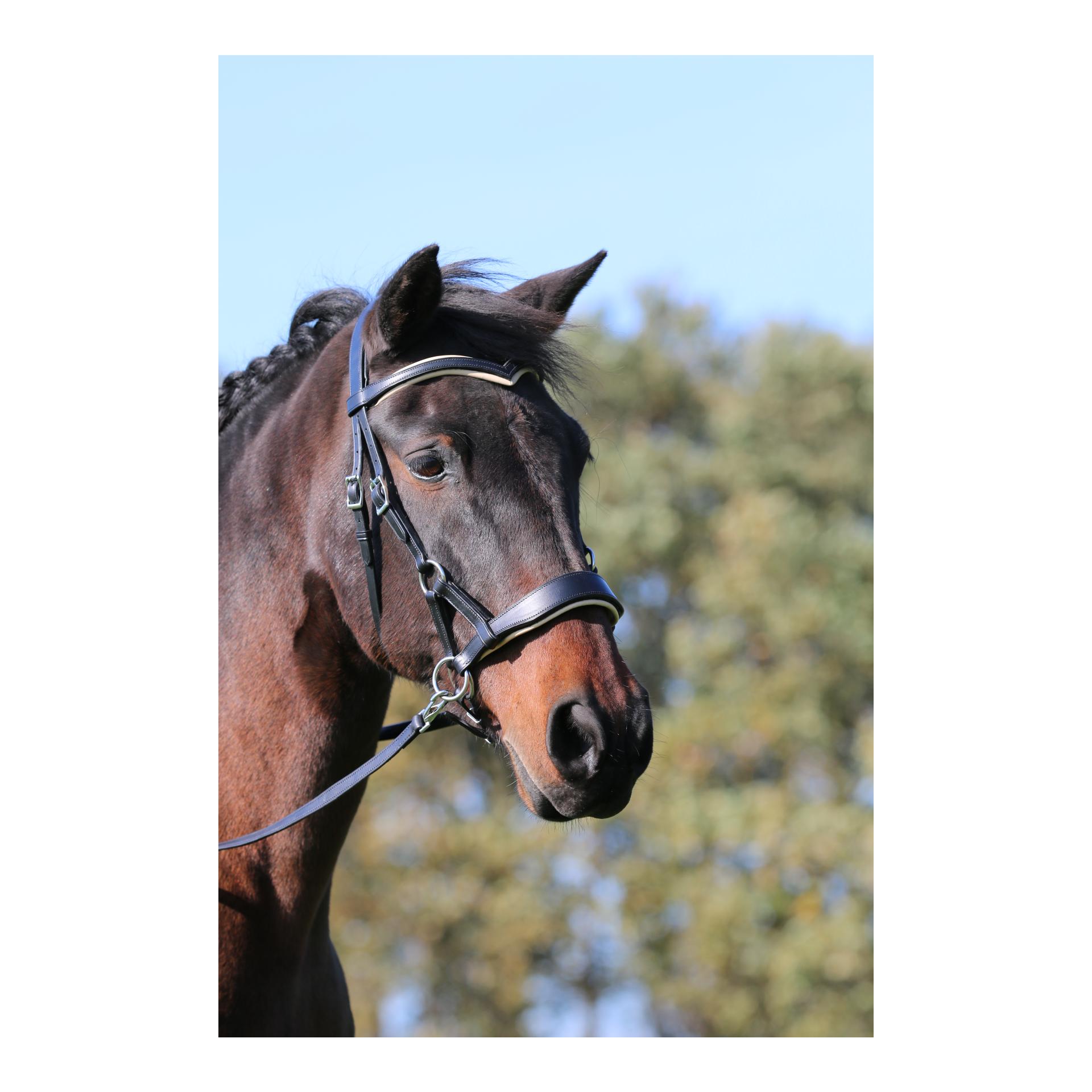 Zaum gebisslos Aruba mit flexiblen Farbpads