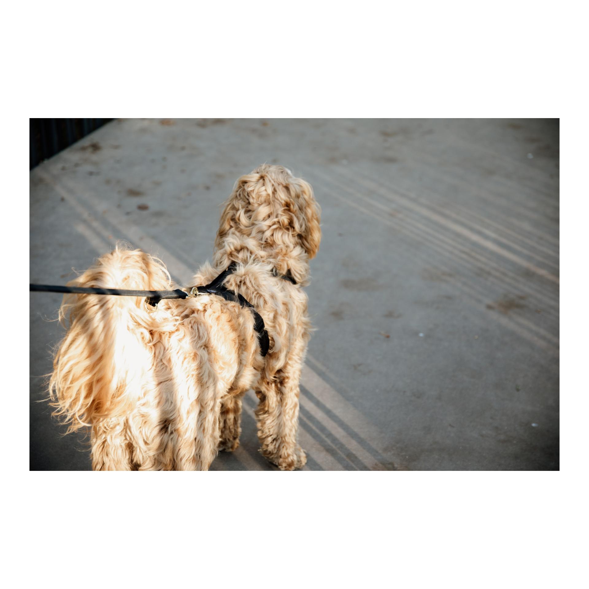 Hundegeschirr Active Velvet