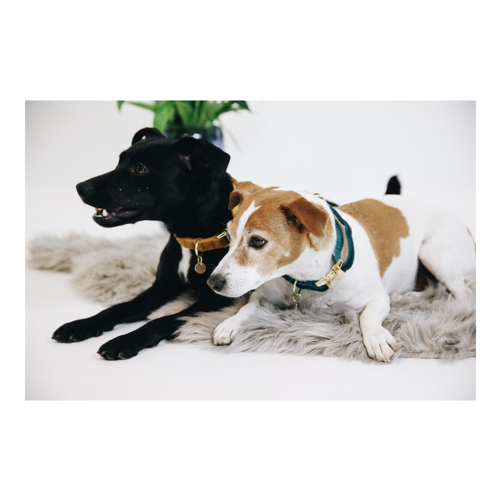 Hundehalsband Velvet - emerald