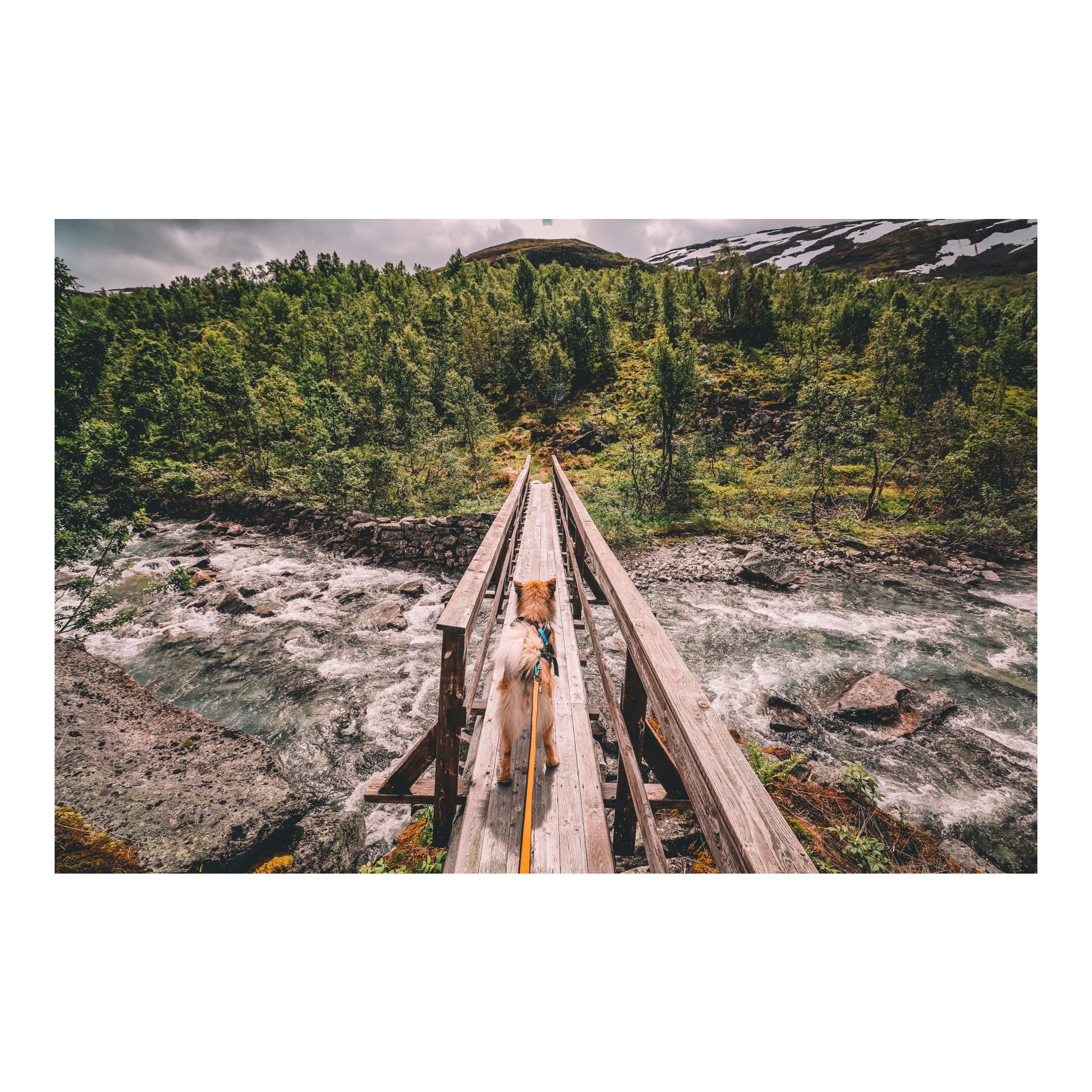 Joggingleine Bungee Leash