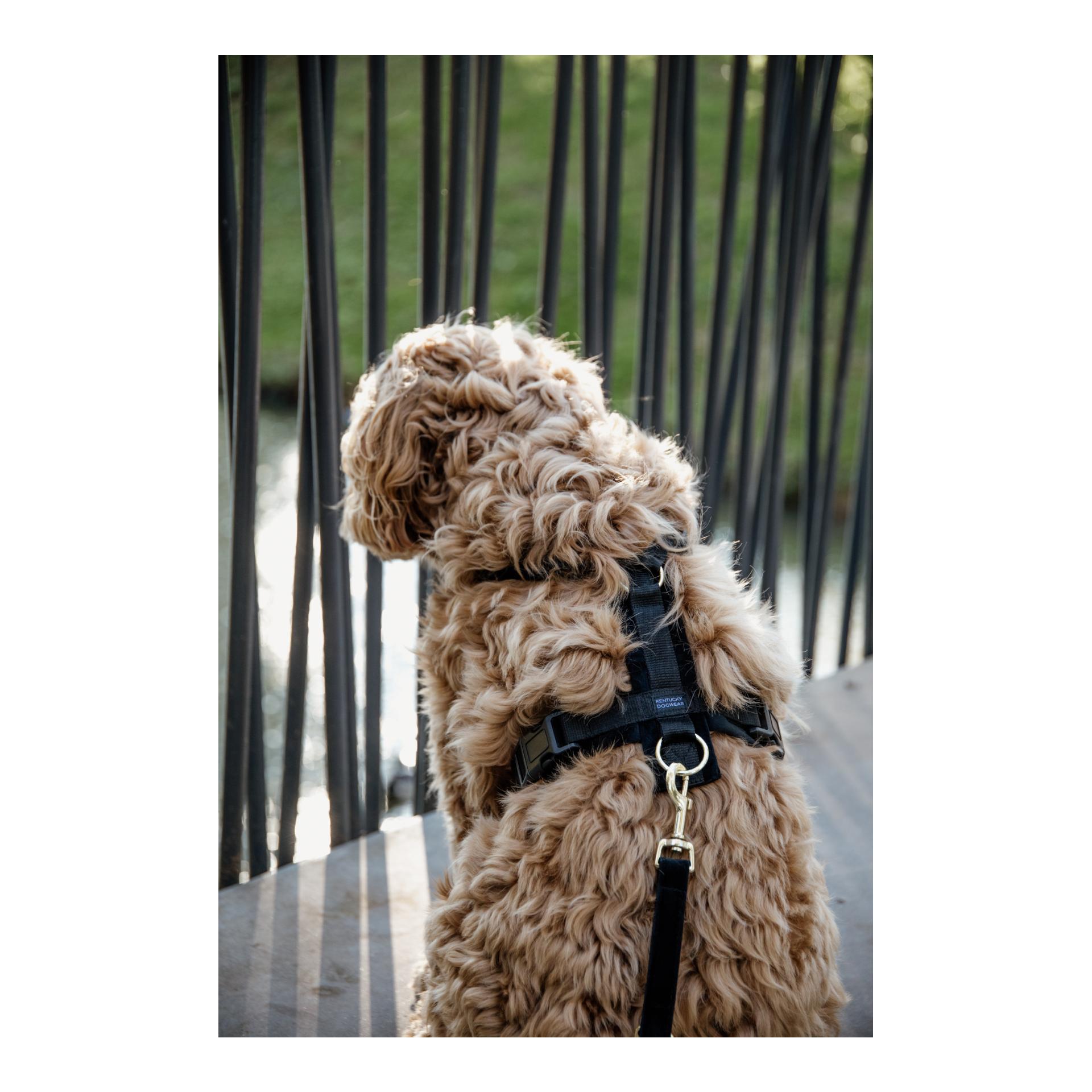 Hundegeschirr Active Velvet