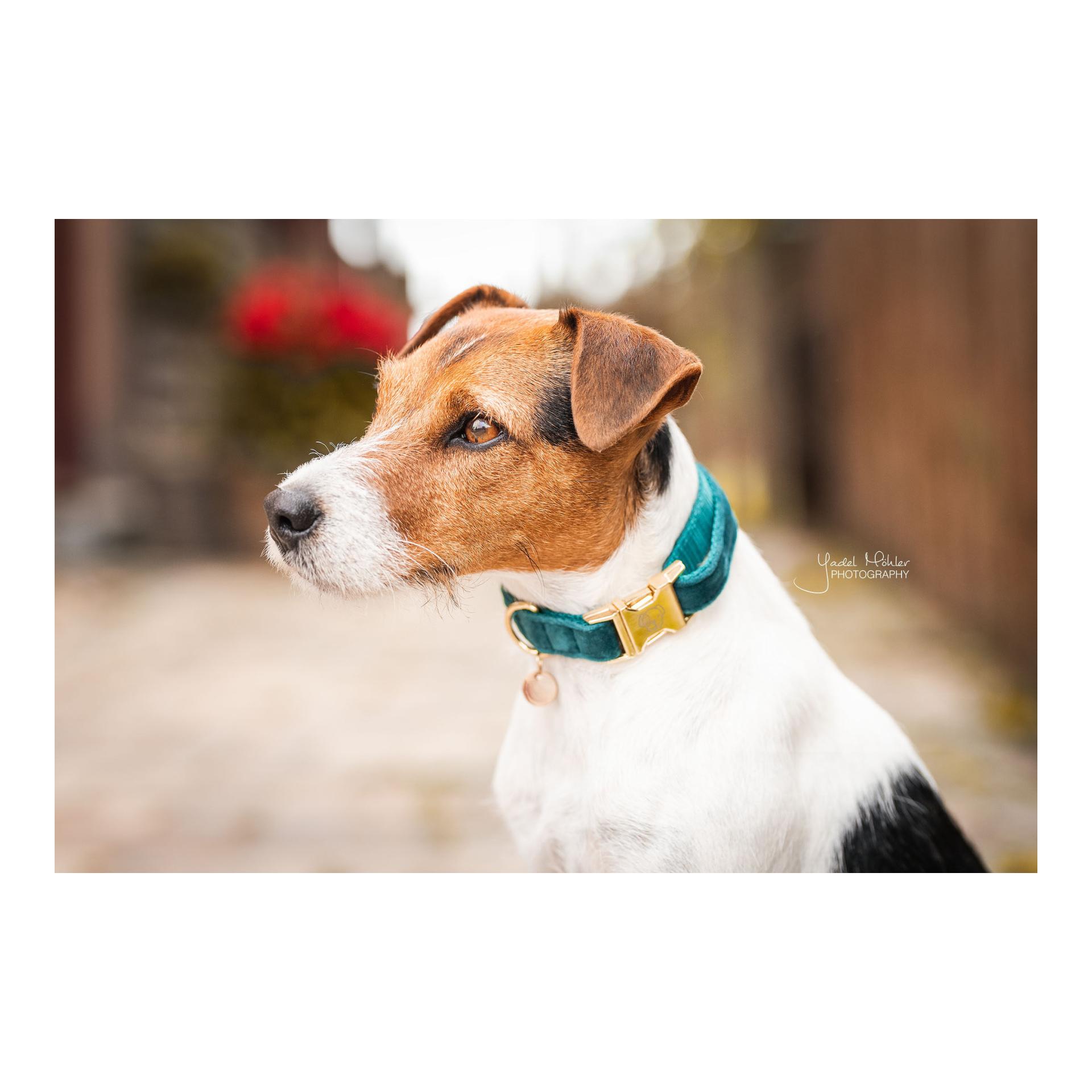 Hundehalsband Velvet - emerald