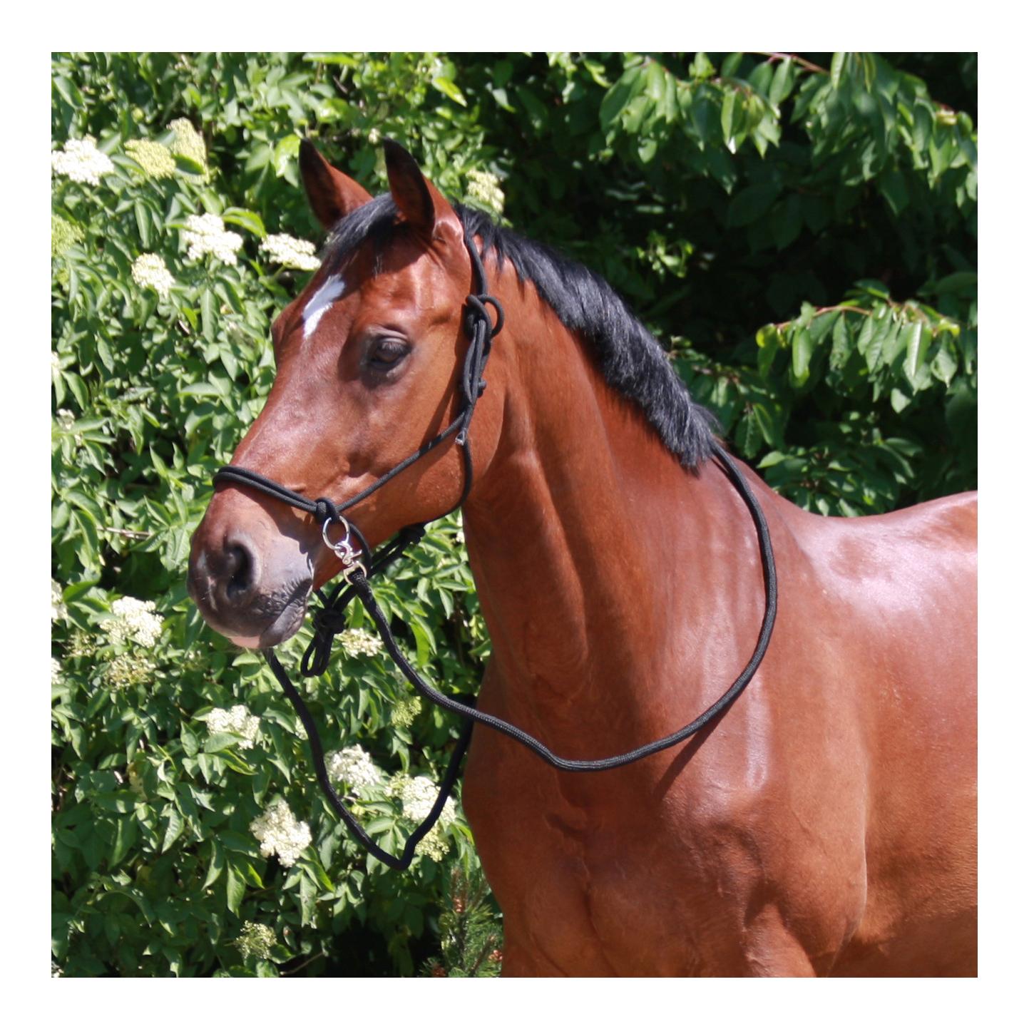 Knotenhalfter mit Zügel