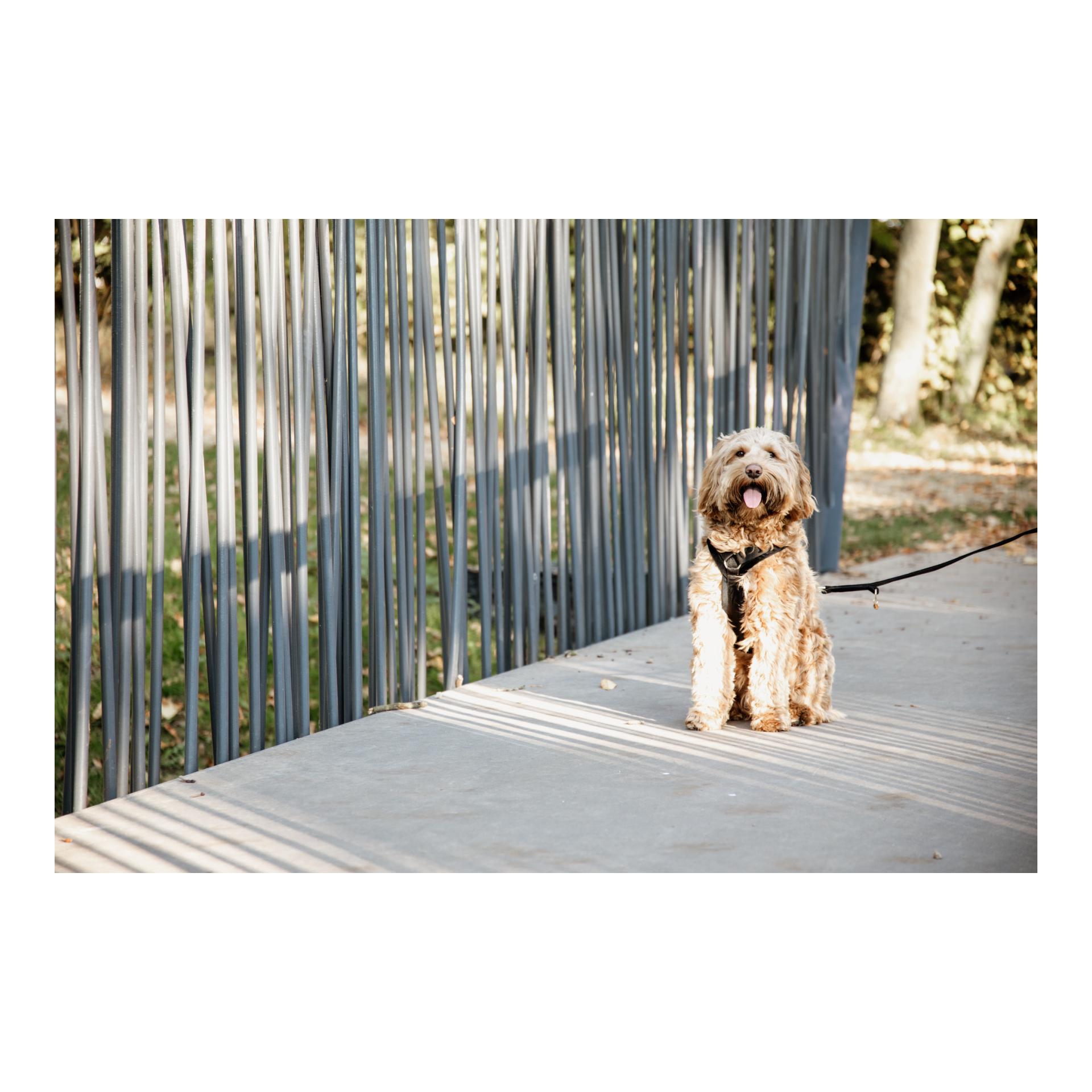 Hundegeschirr Active Velvet