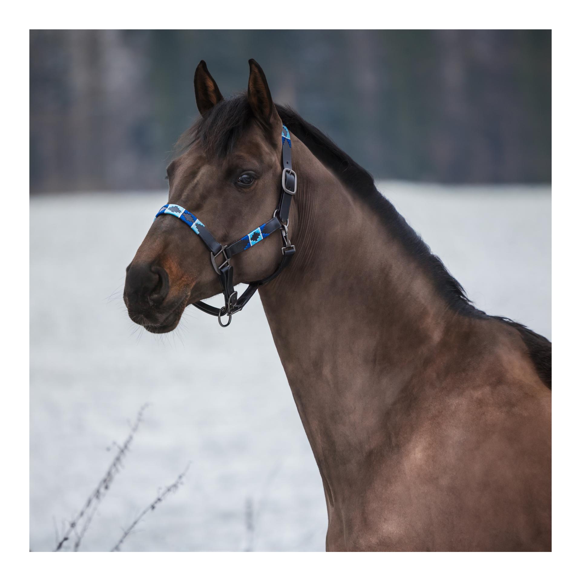 Lederhalfter Colorfun