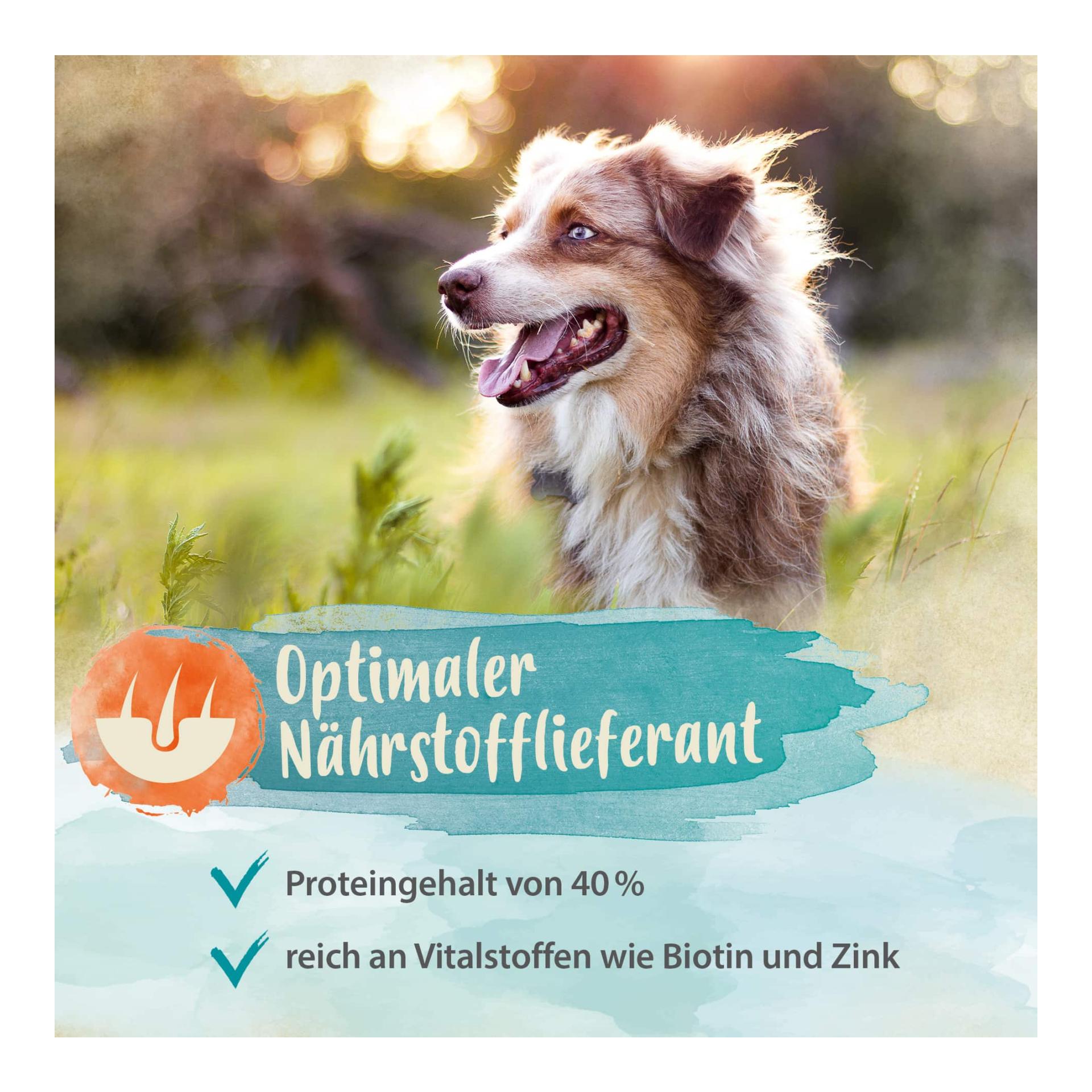 Bierhefe Pulver - Futterergänzung für glänzendes Fell & kräftige Haut