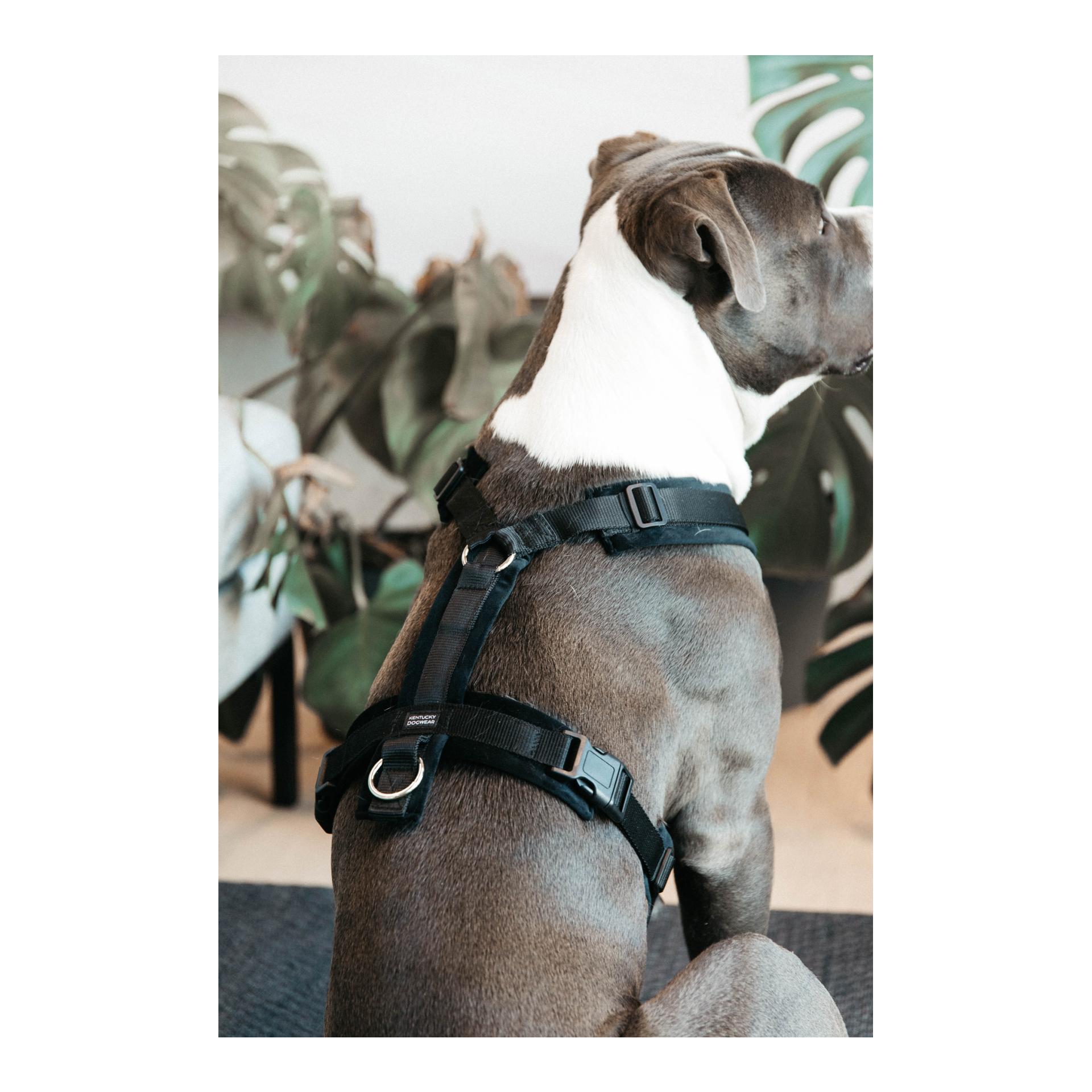 Hundegeschirr Active Velvet