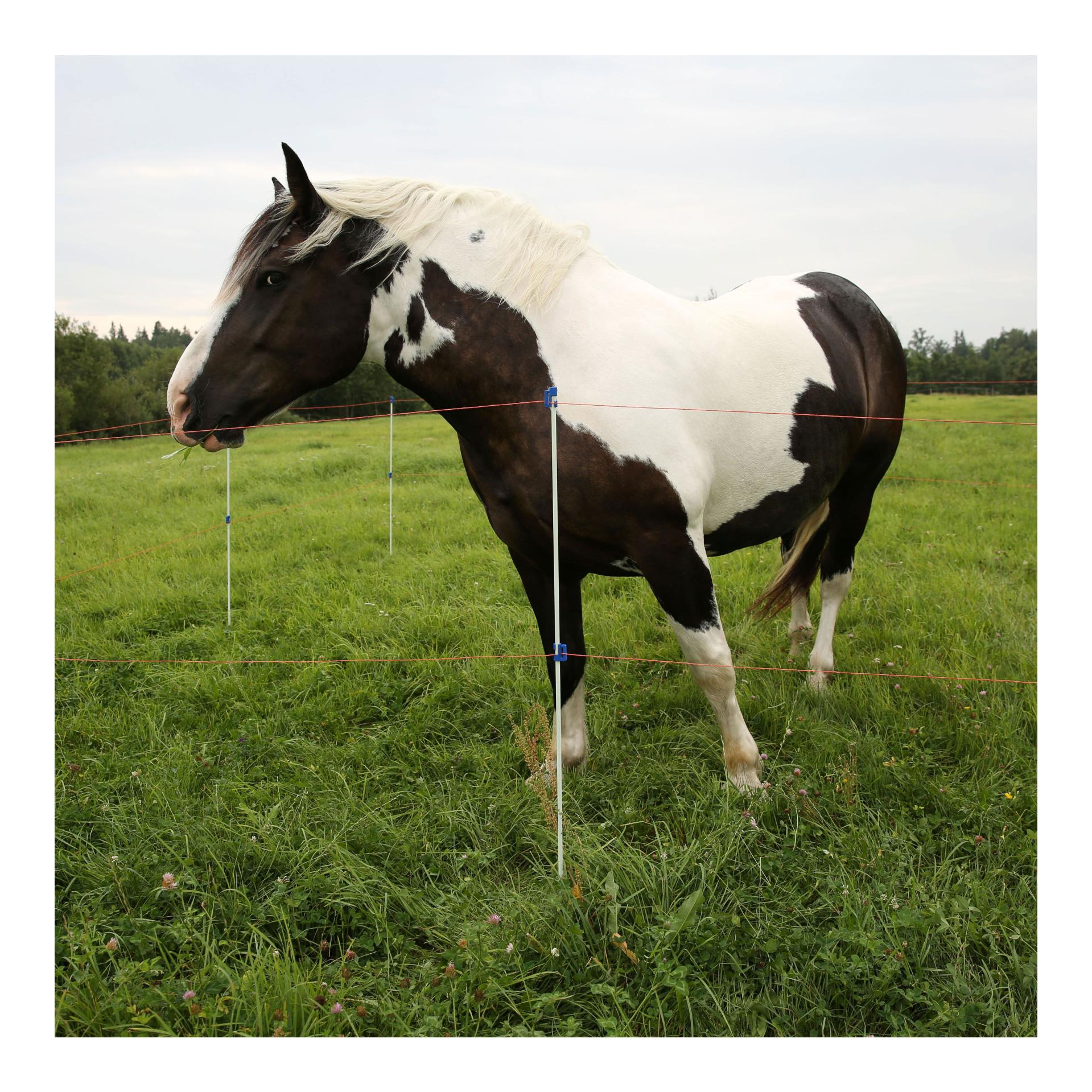 Profi-Fiberglaspfahl BLUE - 10 Stück