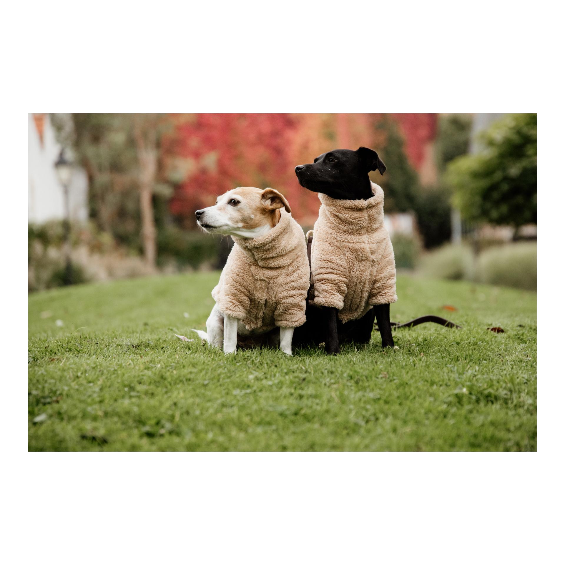 Hundepullover Teddy Fleece - beige