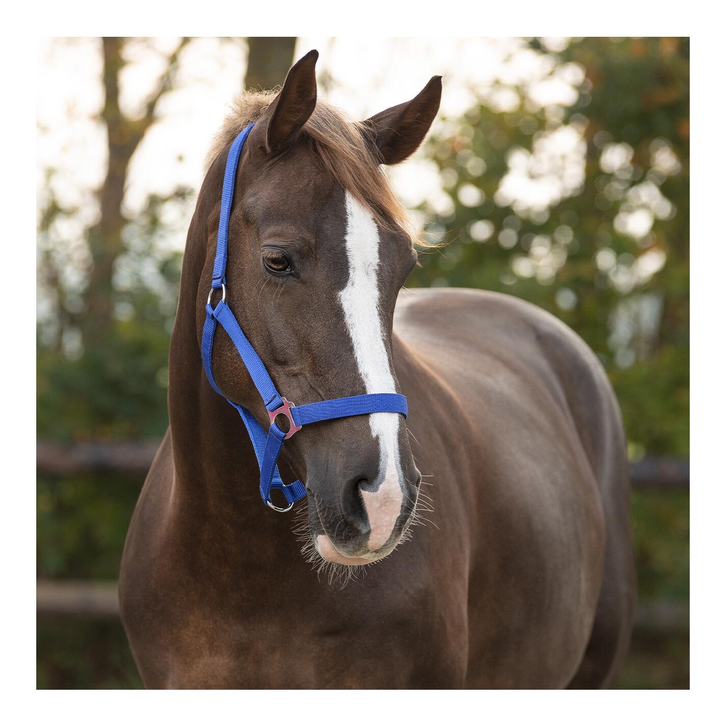 Nylonhalfter mit Schiebeschnalle - kobaltblau