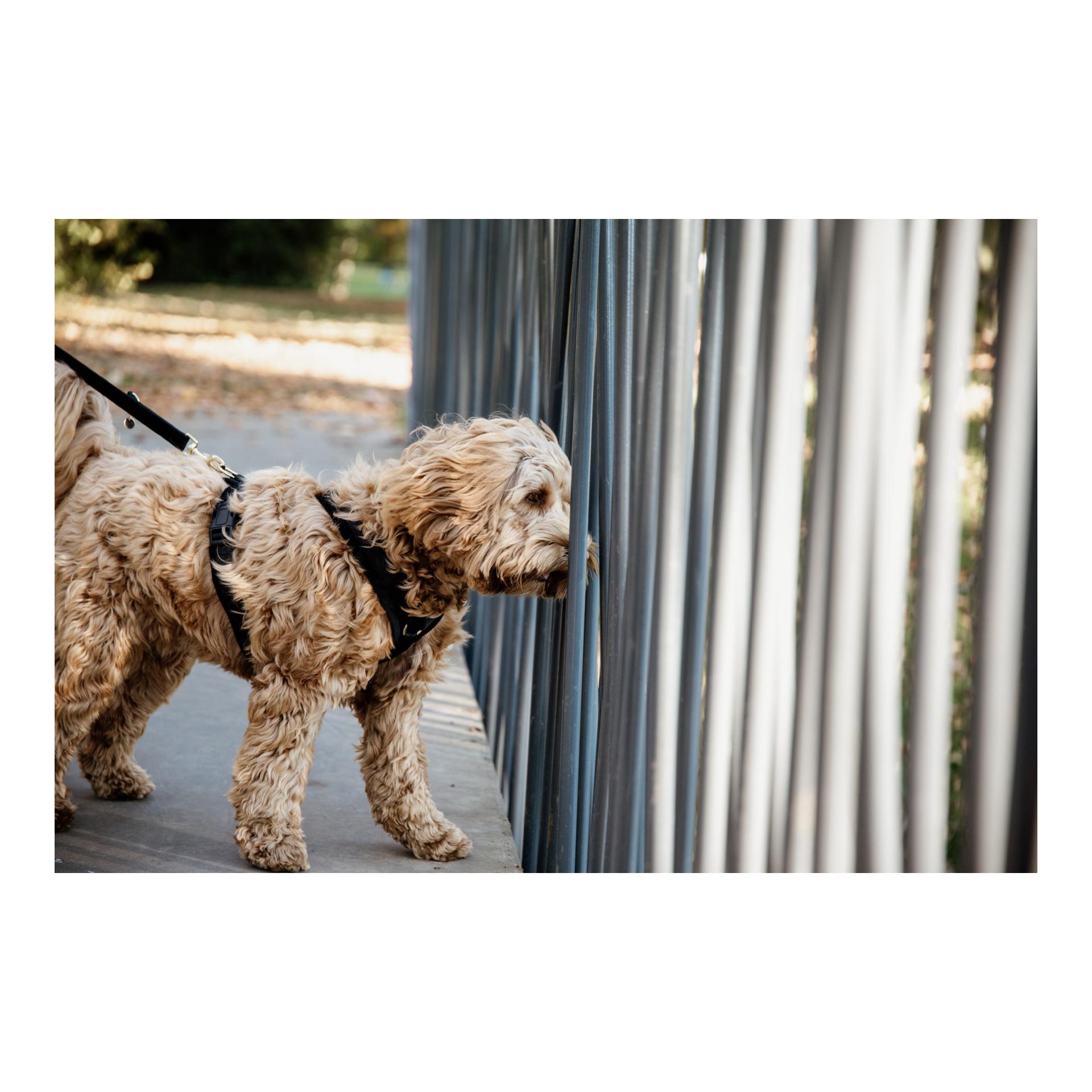 Hundegeschirr Active Velvet