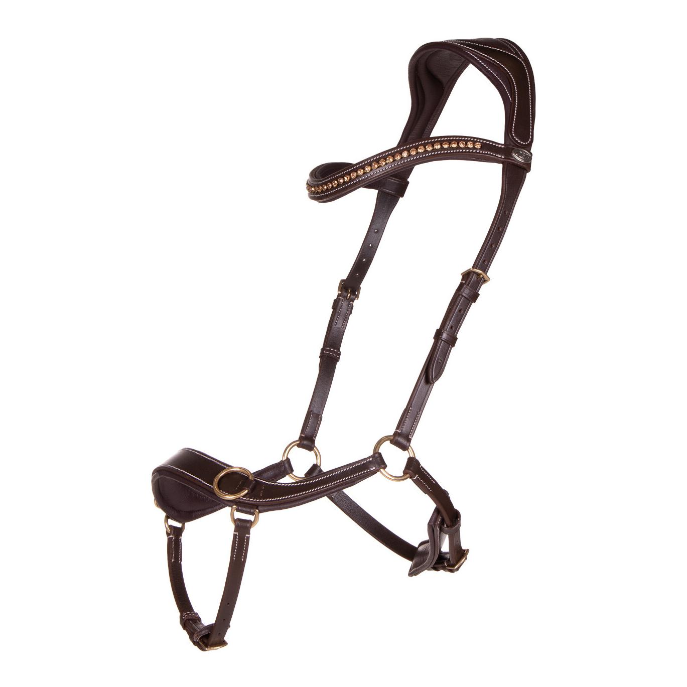 Gebissloser Zaum anatomisch