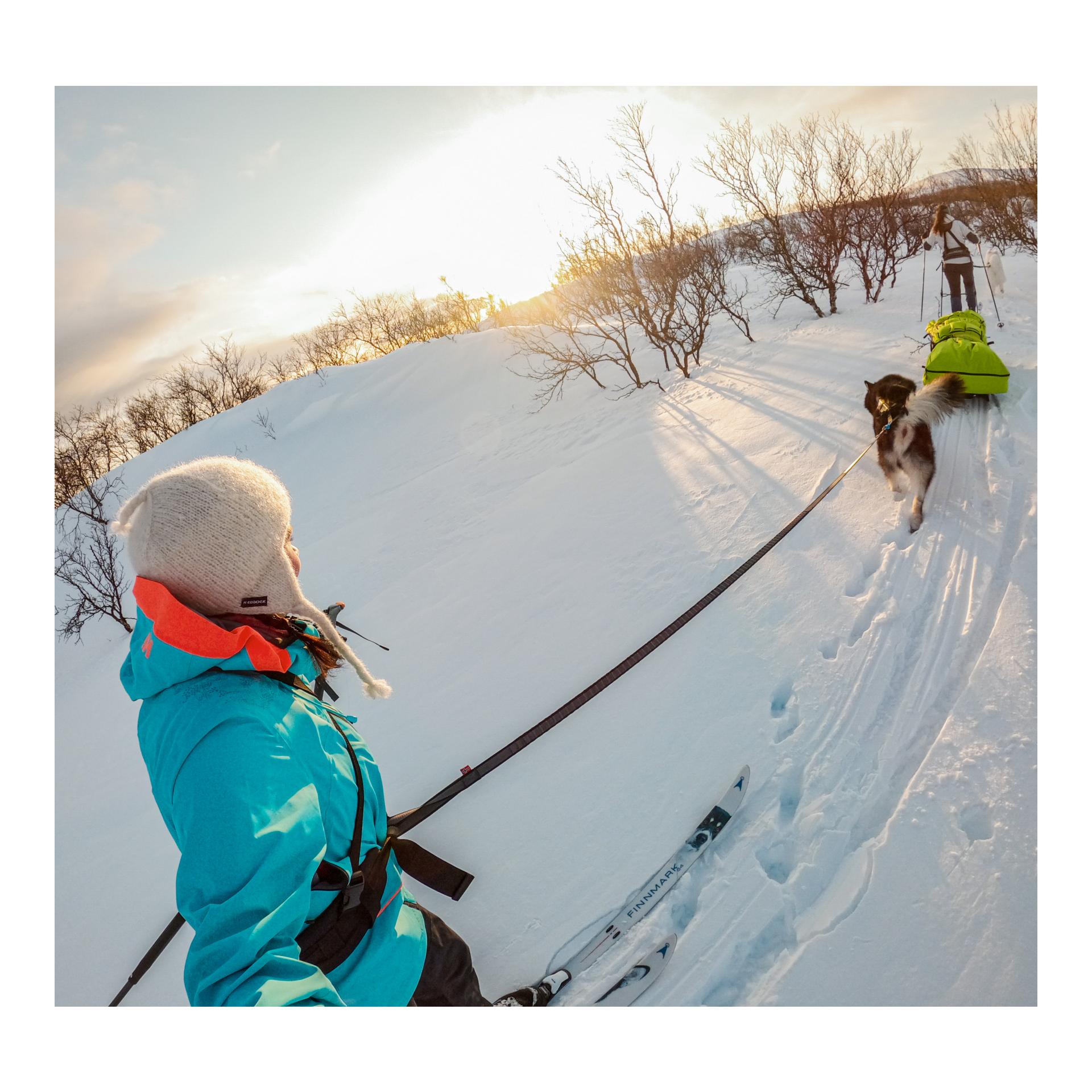 Joggingleine Bungee Touring Leash, 23mm