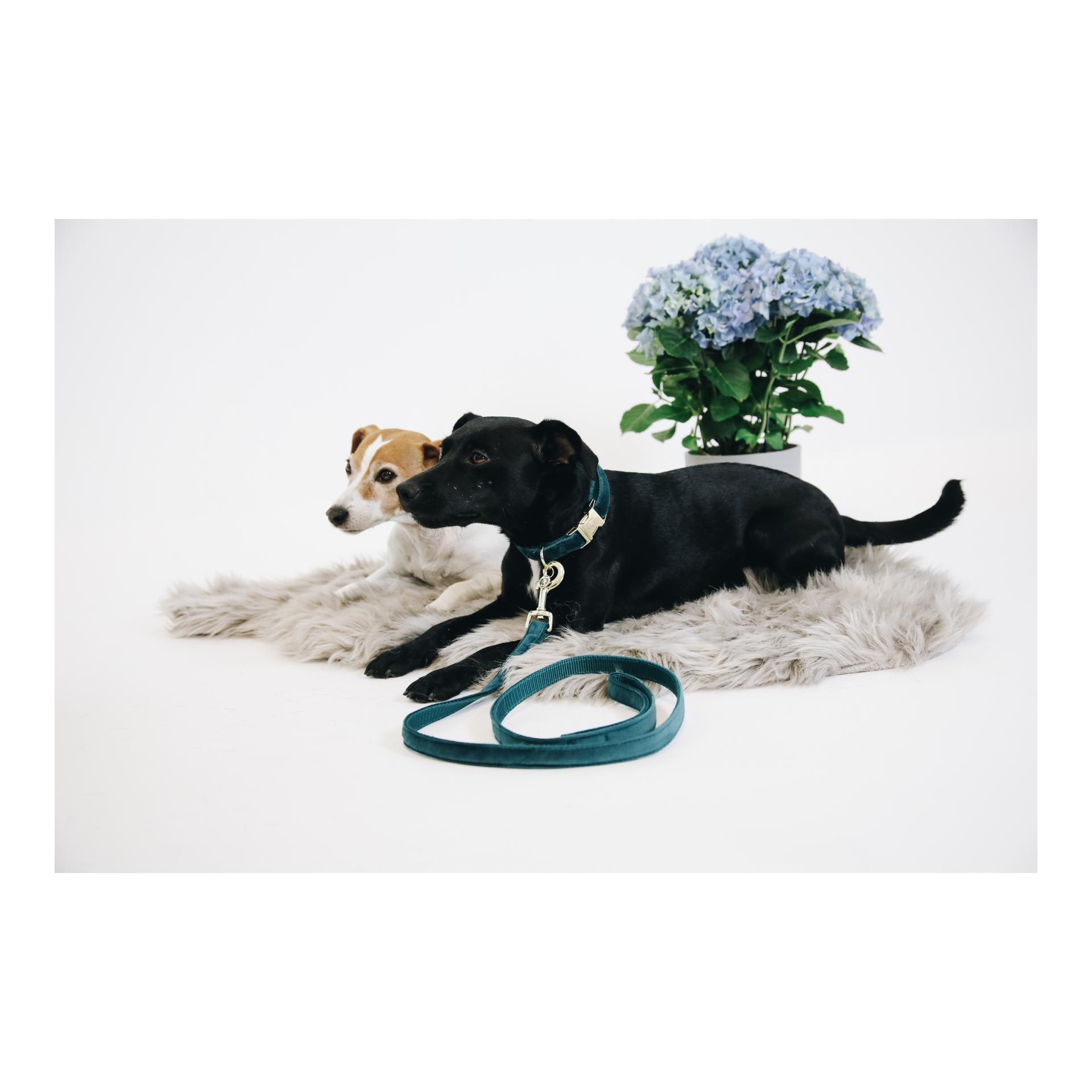 Hundeleine Velvet - emerald