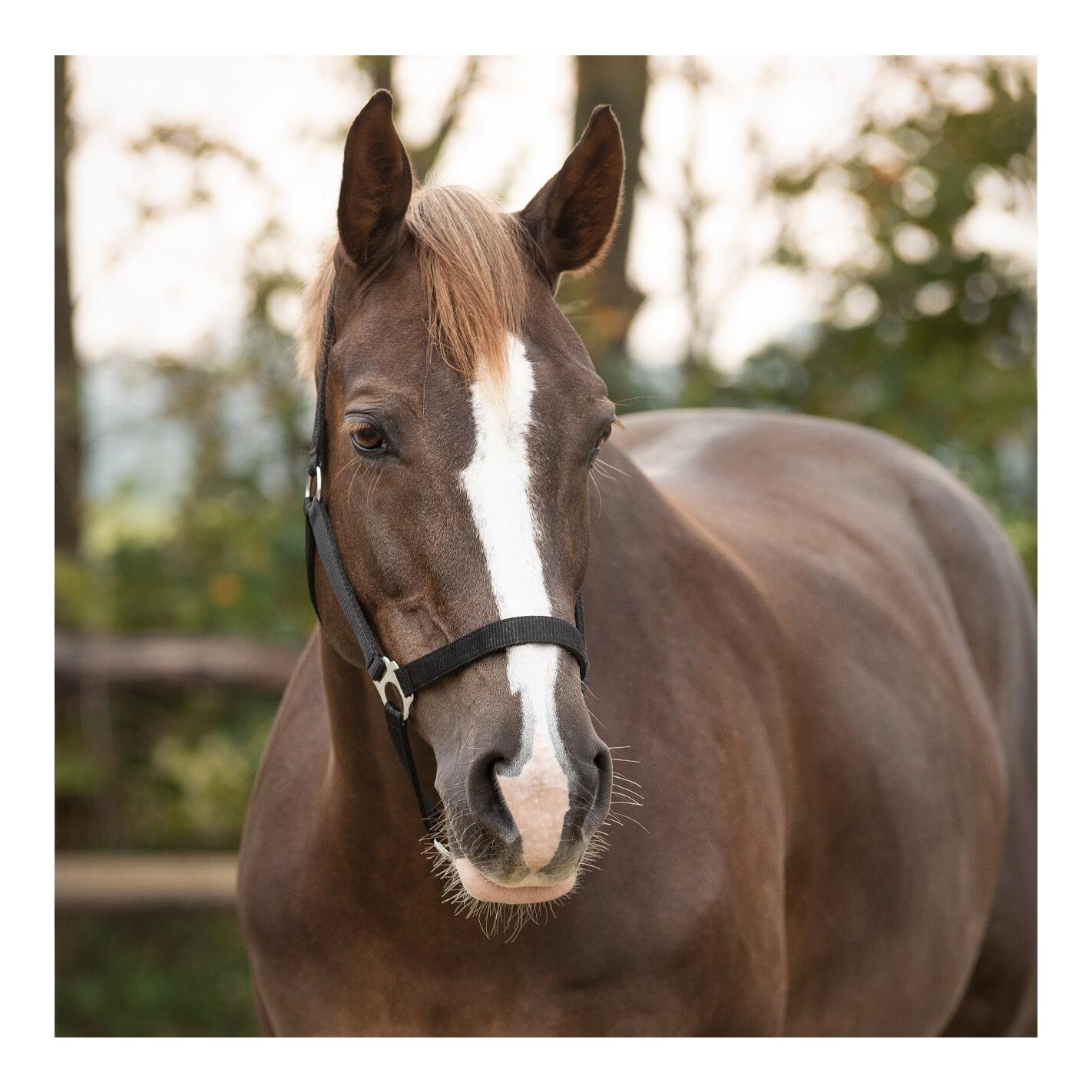 Nylonhalfter mit Schiebeschnalle