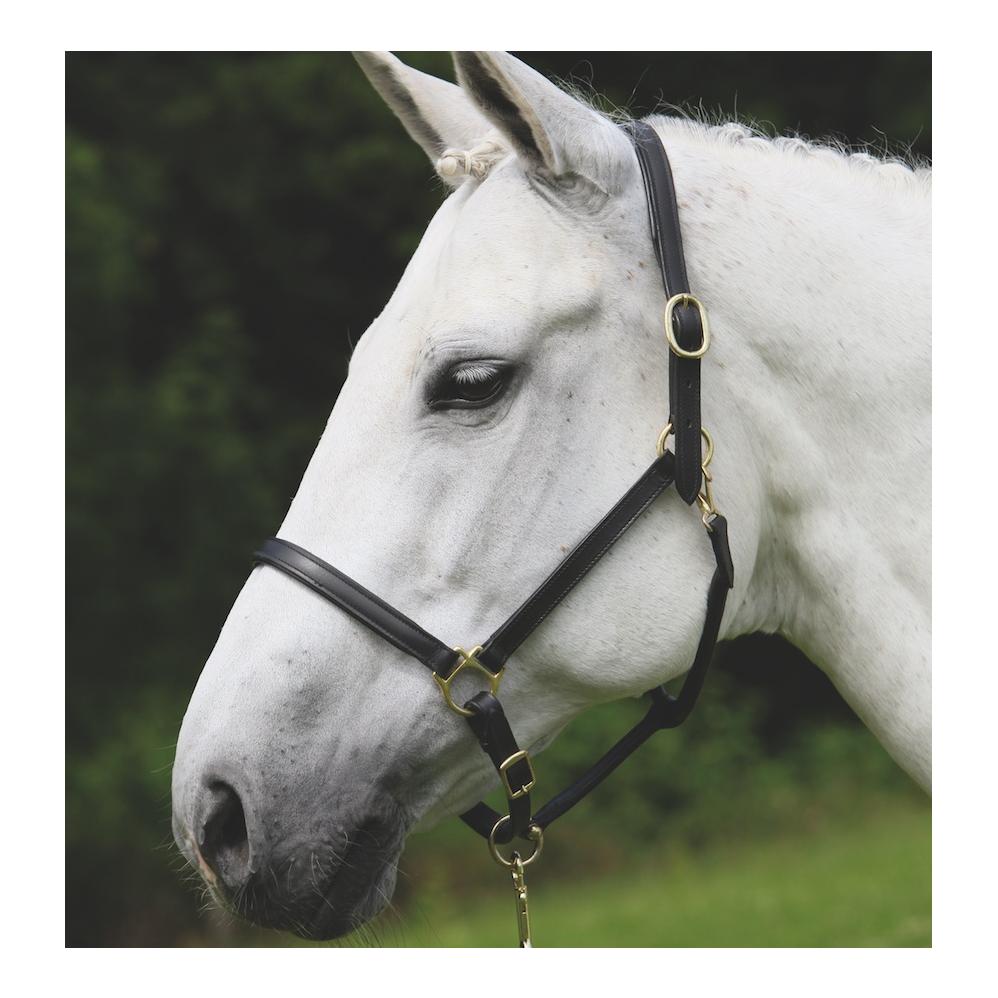 Lederhalfter «Robust» - schwarz